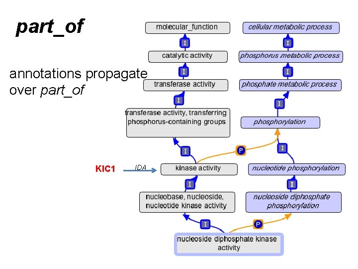 part_of annotations propagate over part_of KIC 1 IDA part_of annotations propagate over part_of KIC 1 IDA