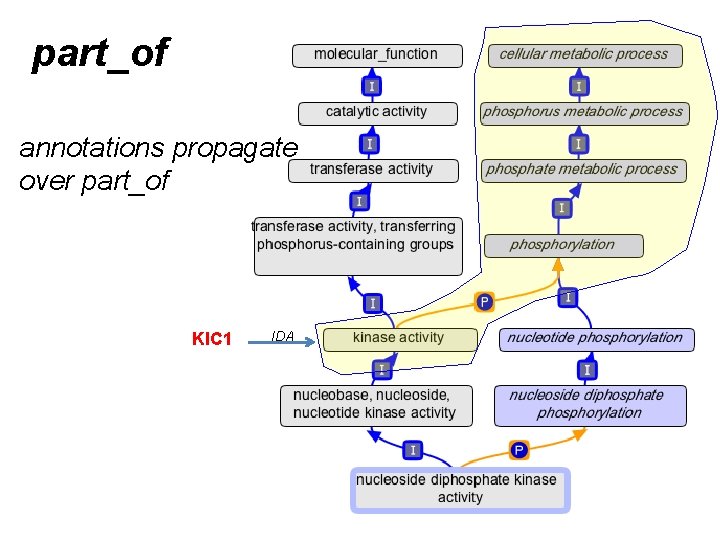 part_of annotations propagate over part_of KIC 1 IDA part_of annotations propagate over part_of KIC 1 IDA