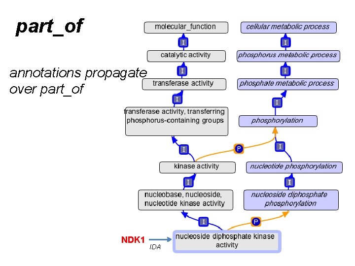 part_of annotations propagate over part_of NDK 1 IDA part_of annotations propagate over part_of NDK 1 IDA