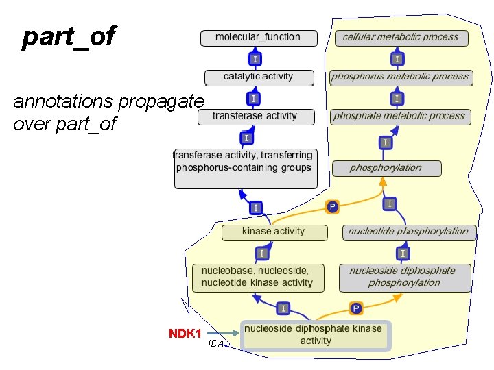 part_of annotations propagate over part_of NDK 1 IDA part_of annotations propagate over part_of NDK 1 IDA