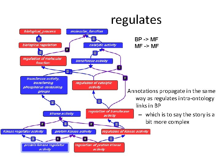 regulates BP -> MF MF -> MF Annotations propagate in the same way as regulates BP -> MF MF -> MF Annotations propagate in the same way as