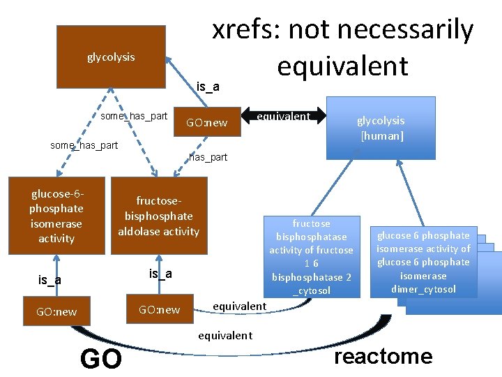 xrefs: not necessarily equivalent glycolysis is_a some_has_part GO: new equivalent glycolysis [human] some_has_part glucose-6