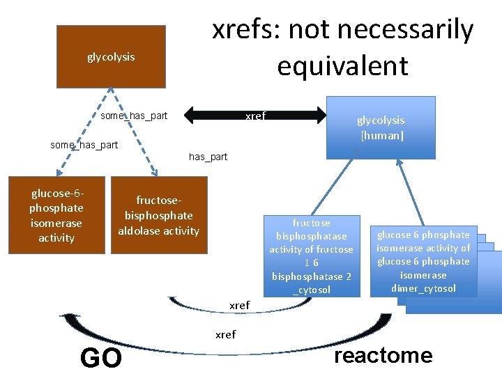 xrefs: not necessarily equivalent glycolysis xref some_has_part glycolysis [human] some_has_part glucose-6 phosphate isomerase activity