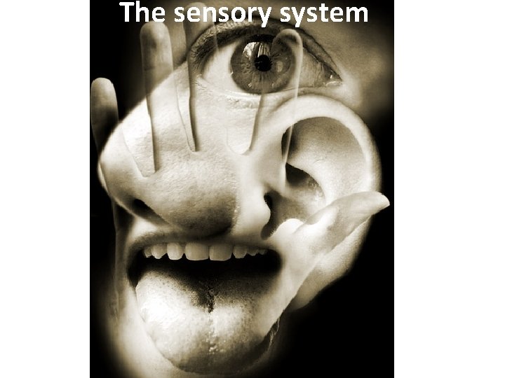 The sensory system 