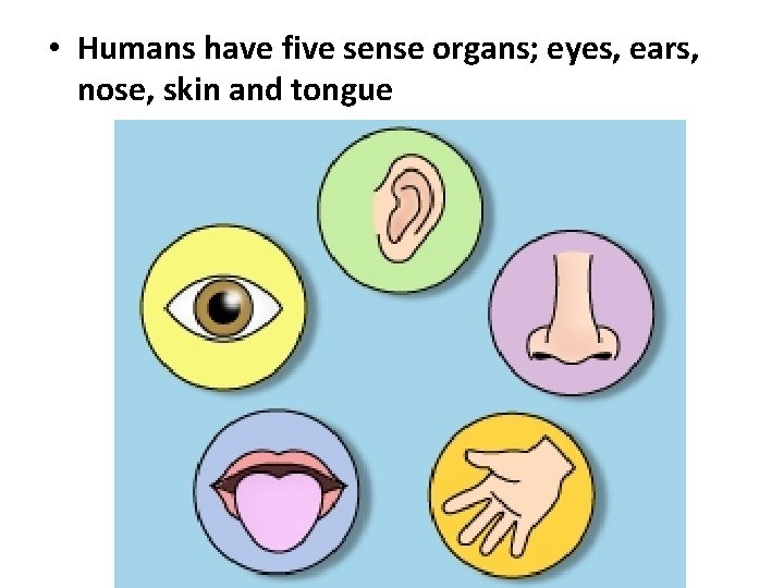 • Humans have five sense organs; eyes, ears, nose, skin and tongue 