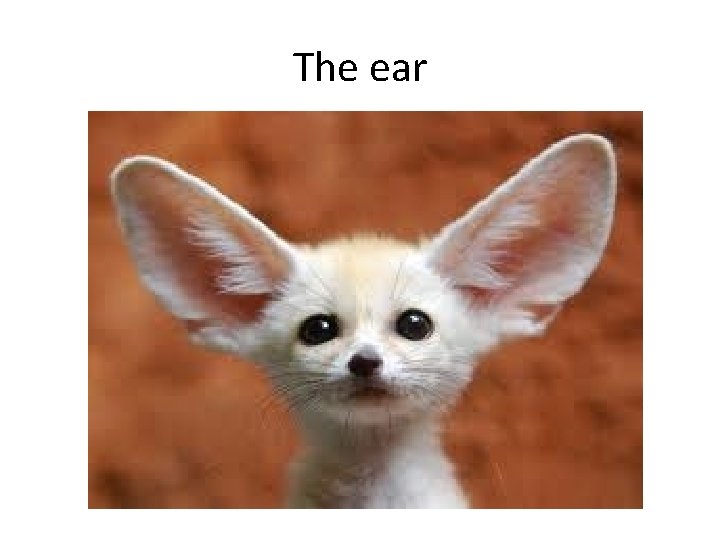 The ear 