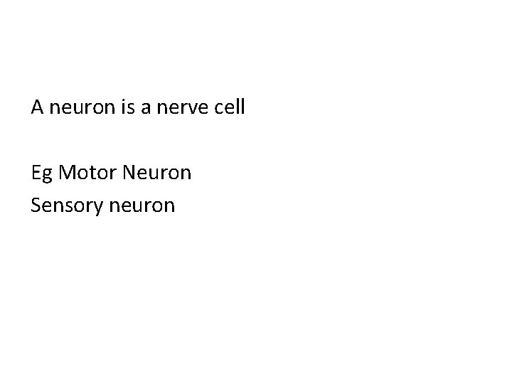 A neuron is a nerve cell Eg Motor Neuron Sensory neuron 