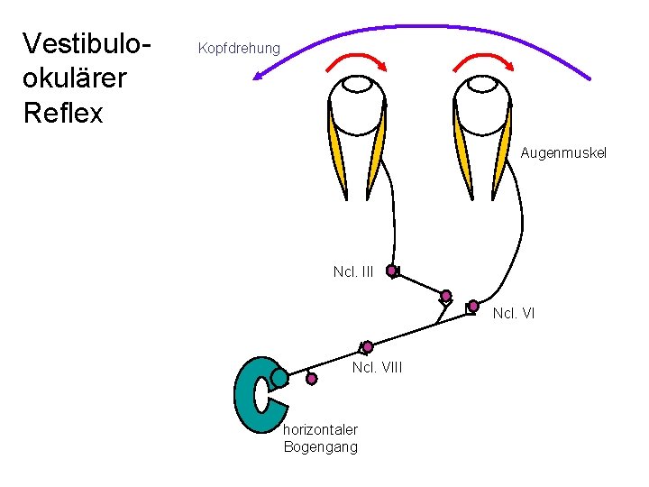 Vestibulookulärer Reflex Kopfdrehung Augenmuskel Ncl. III Ncl. VIII horizontaler Bogengang 