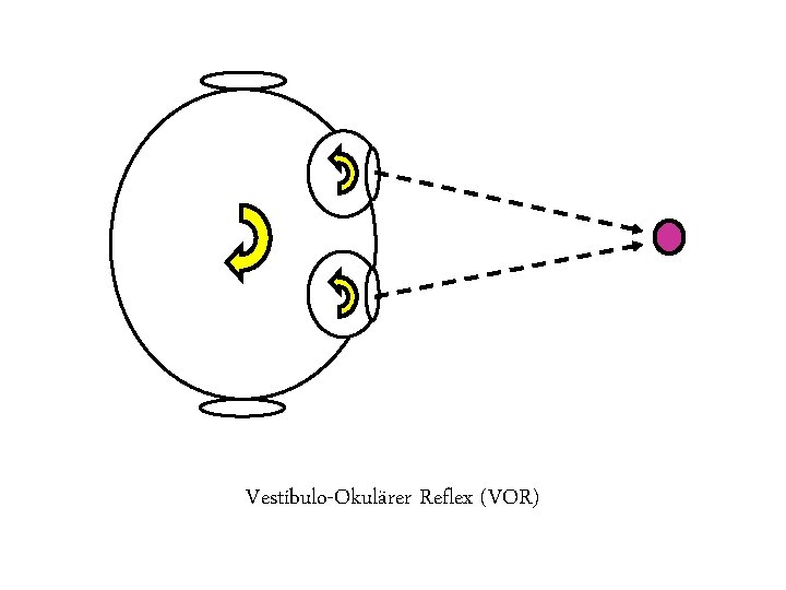 Vestibulo-Okulärer Reflex (VOR) 