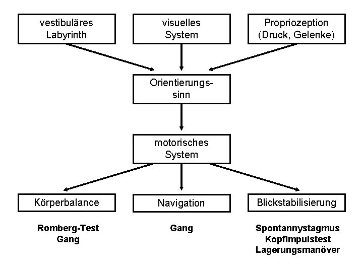 vestibuläres Labyrinth visuelles System Propriozeption (Druck, Gelenke) Orientierungssinn motorisches System Körperbalance Navigation Blickstabilisierung Romberg-Test