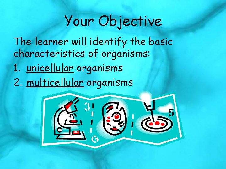 Your Objective The learner will identify the basic characteristics of organisms: 1. unicellular organisms