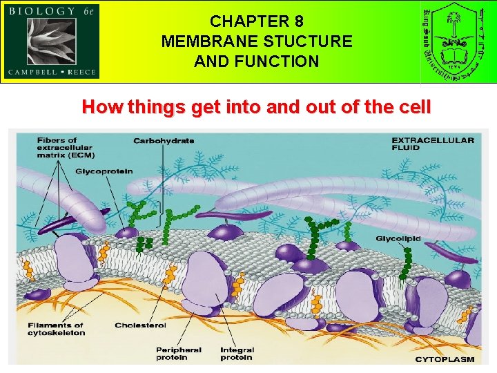 CHAPTER 58 THE STRUCTURE MEMBRANE AND STUCTURE FUNCTION OF MACROMOLECULES AND FUNCTION How things