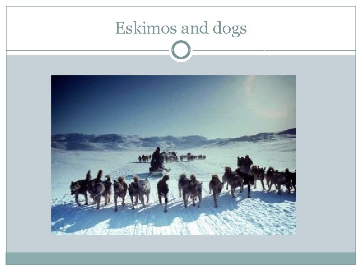 Eskimos and dogs 