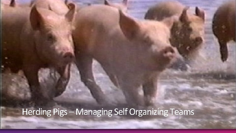 Herding Pigs – Managing Self Organizing Teams 