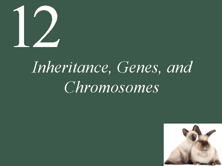 12 Inheritance, Genes, and Chromosomes 