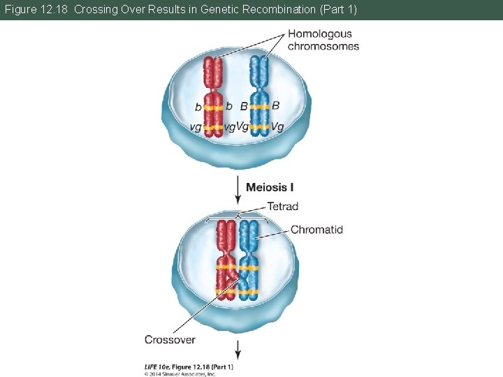 Figure 12. 18 Crossing Over Results in Genetic Recombination (Part 1) Figure 12. 18 Crossing Over Results in Genetic Recombination (Part 1)