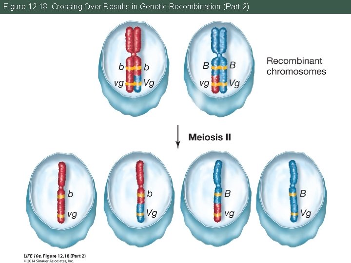 Figure 12. 18 Crossing Over Results in Genetic Recombination (Part 2) 