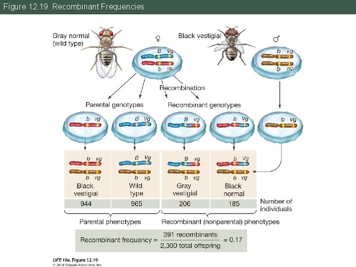 Figure 12. 19 Recombinant Frequencies Figure 12. 19 Recombinant Frequencies