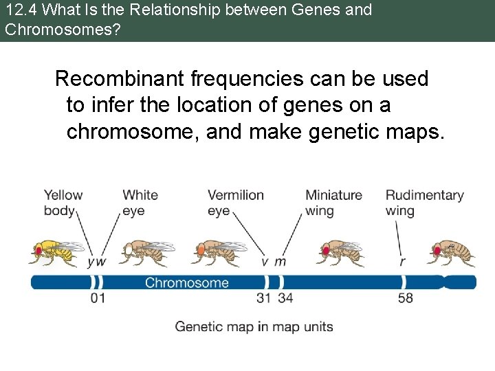 12. 4 What Is the Relationship between Genes and Chromosomes? Recombinant frequencies can be
