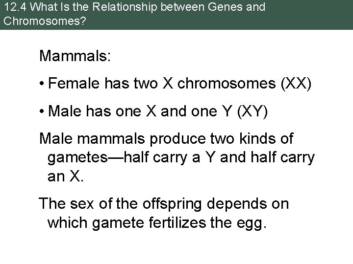 12. 4 What Is the Relationship between Genes and Chromosomes? Mammals: • Female has