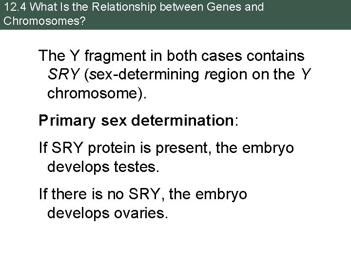 12. 4 What Is the Relationship between Genes and Chromosomes? The Y fragment in