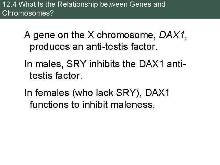 12. 4 What Is the Relationship between Genes and Chromosomes? A gene on the