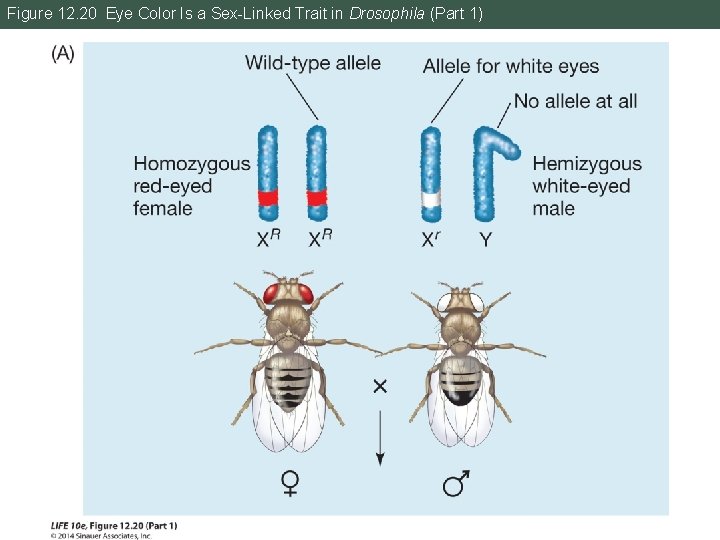 Figure 12. 20 Eye Color Is a Sex-Linked Trait in Drosophila (Part 1) 