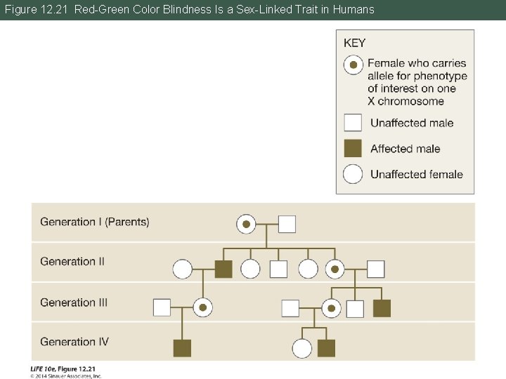 Figure 12. 21 Red-Green Color Blindness Is a Sex-Linked Trait in Humans 