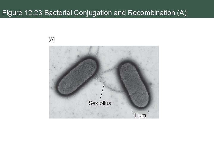 Figure 12. 23 Bacterial Conjugation and Recombination (A) 