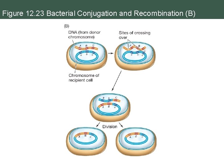 Figure 12. 23 Bacterial Conjugation and Recombination (B) 