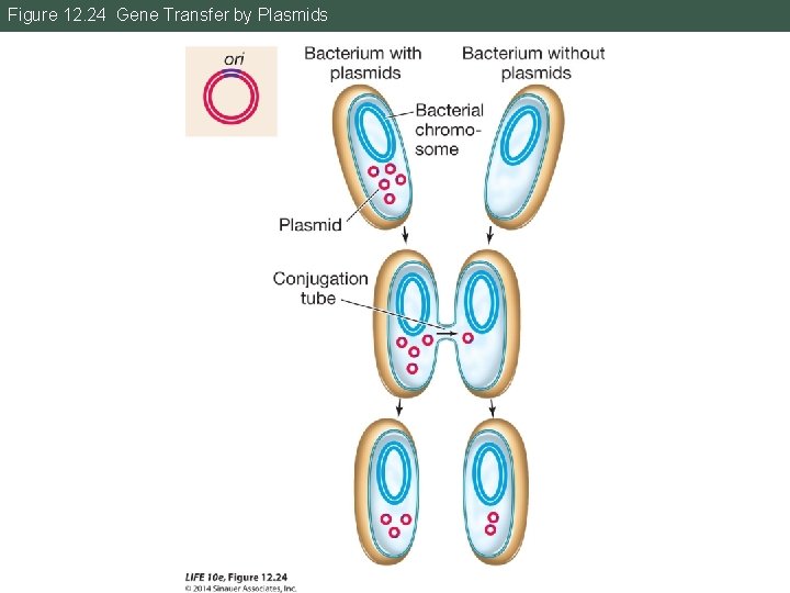 Figure 12. 24 Gene Transfer by Plasmids 