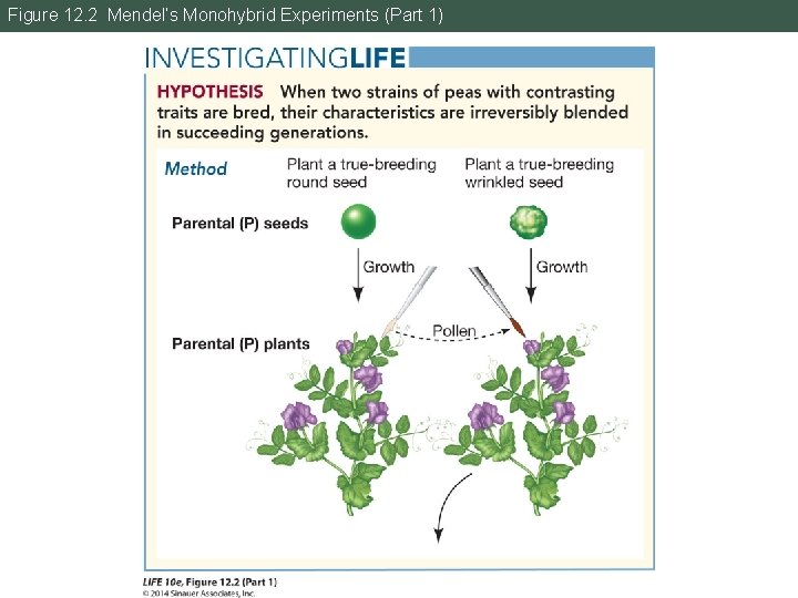 Figure 12. 2 Mendel’s Monohybrid Experiments (Part 1) Figure 12. 2 Mendel’s Monohybrid Experiments (Part 1)