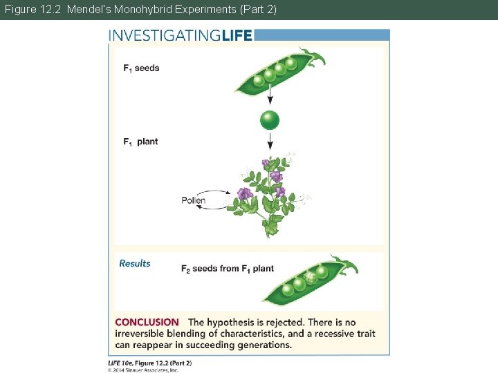 Figure 12. 2 Mendel’s Monohybrid Experiments (Part 2) 