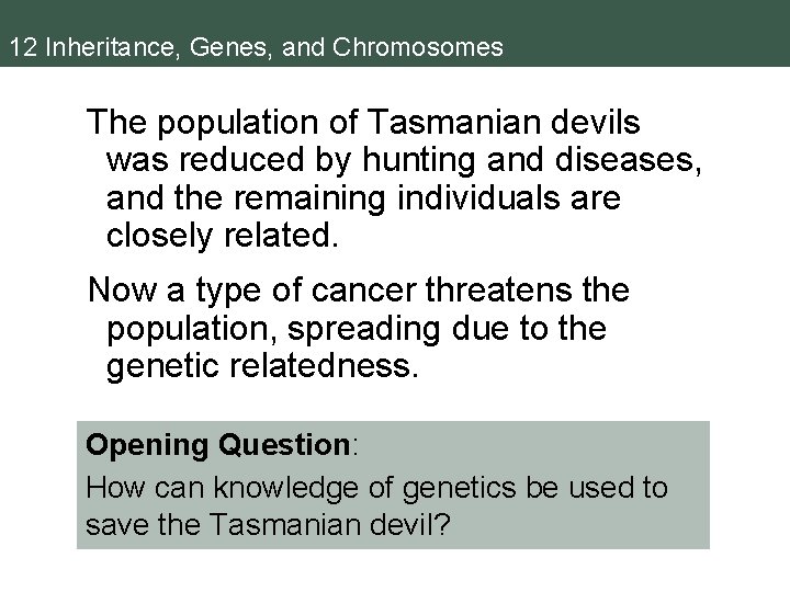 12 Inheritance, Genes, and Chromosomes The population of Tasmanian devils was reduced by hunting
