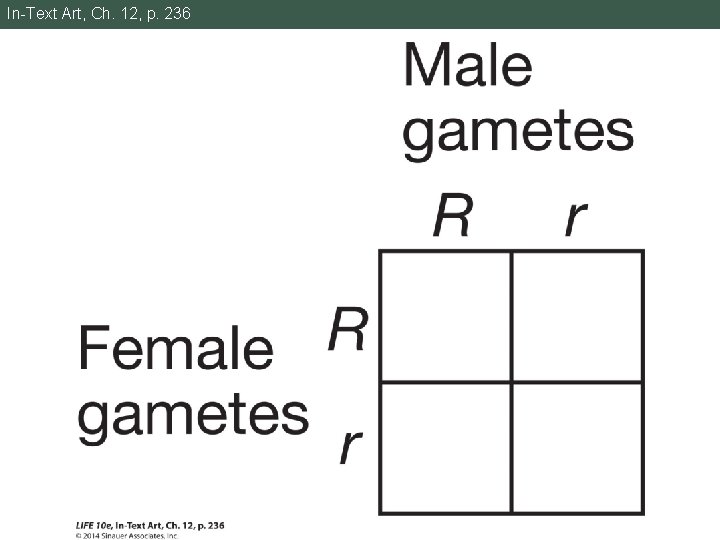 In-Text Art, Ch. 12, p. 236 In-Text Art, Ch. 12, p. 236