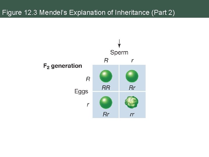 Figure 12. 3 Mendel’s Explanation of Inheritance (Part 2) Figure 12. 3 Mendel’s Explanation of Inheritance (Part 2)