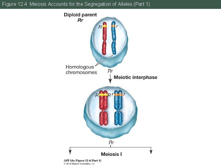 Figure 12. 4 Meiosis Accounts for the Segregation of Alleles (Part 1) 