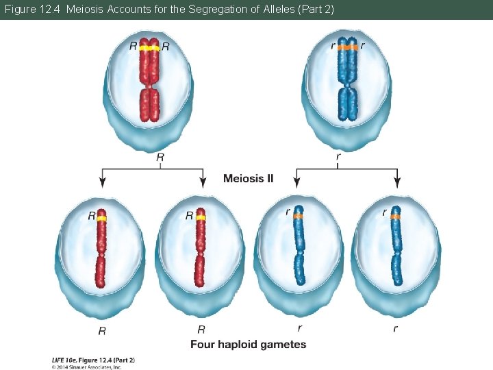 Figure 12. 4 Meiosis Accounts for the Segregation of Alleles (Part 2) 