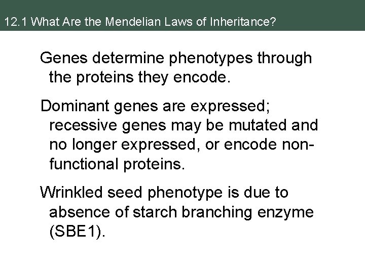 12. 1 What Are the Mendelian Laws of Inheritance? Genes determine phenotypes through the