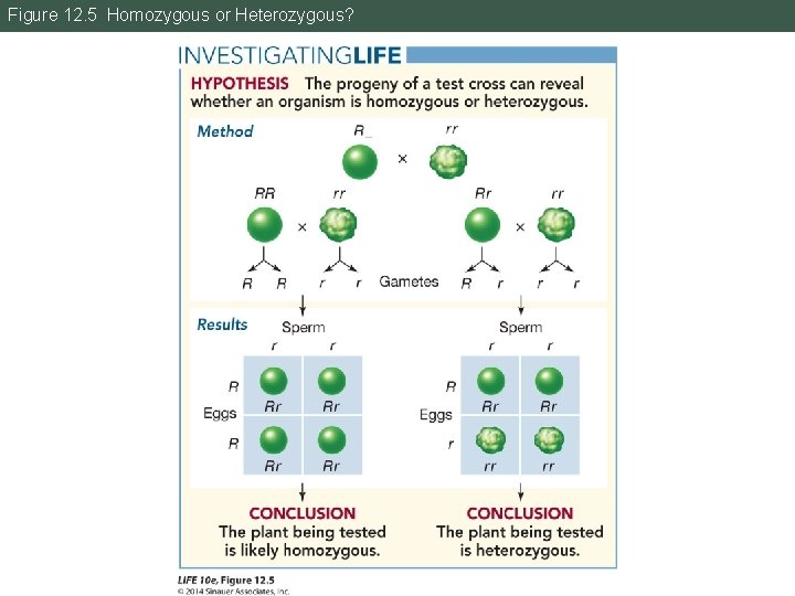 Figure 12. 5 Homozygous or Heterozygous? Figure 12. 5 Homozygous or Heterozygous?