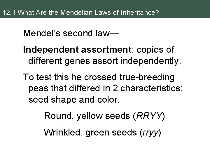 12. 1 What Are the Mendelian Laws of Inheritance? Mendel’s second law— Independent assortment: