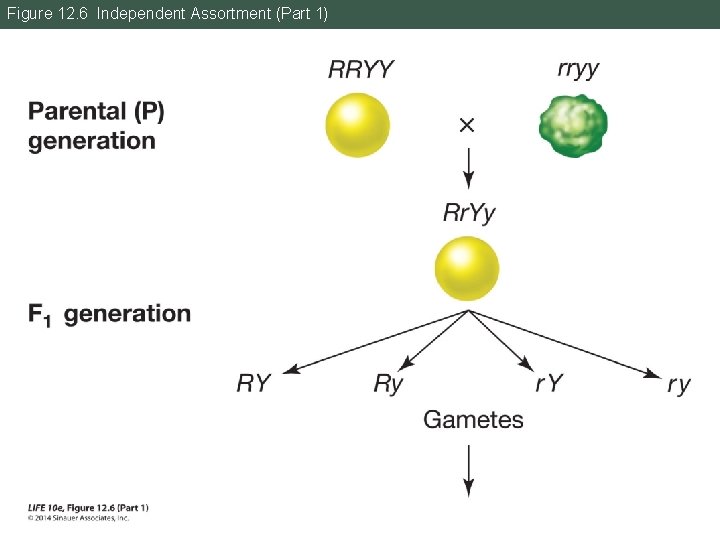 Figure 12. 6 Independent Assortment (Part 1) Figure 12. 6 Independent Assortment (Part 1)