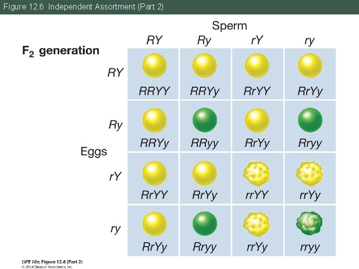 Figure 12. 6 Independent Assortment (Part 2) 