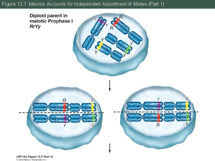 Figure 12. 7 Meiosis Accounts for Independent Assortment of Alleles (Part 1) 