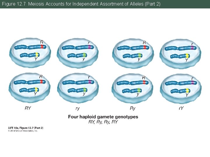 Figure 12. 7 Meiosis Accounts for Independent Assortment of Alleles (Part 2) 