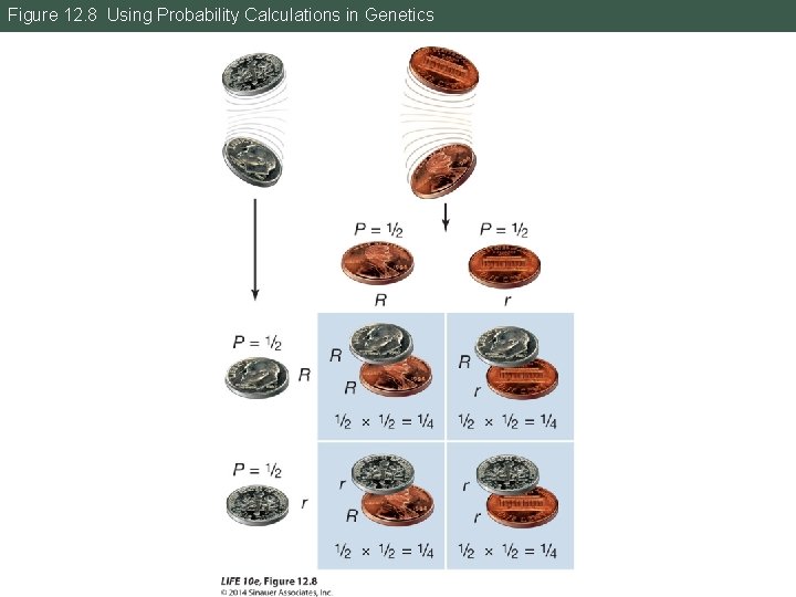 Figure 12. 8 Using Probability Calculations in Genetics 