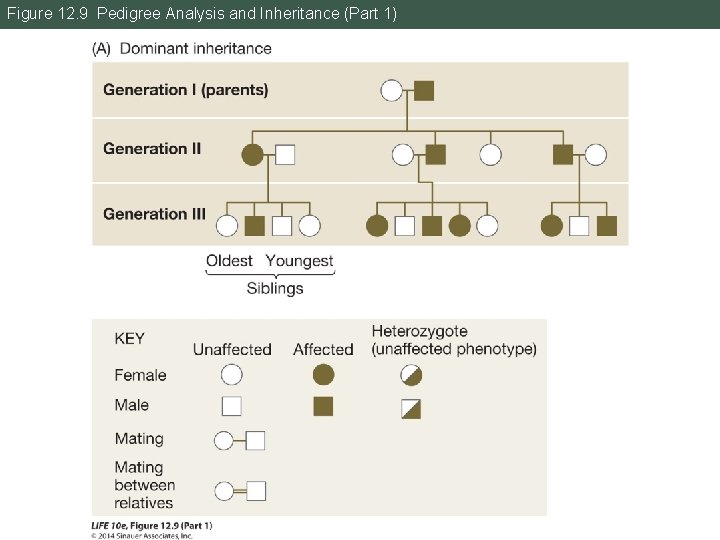 Figure 12. 9 Pedigree Analysis and Inheritance (Part 1) 