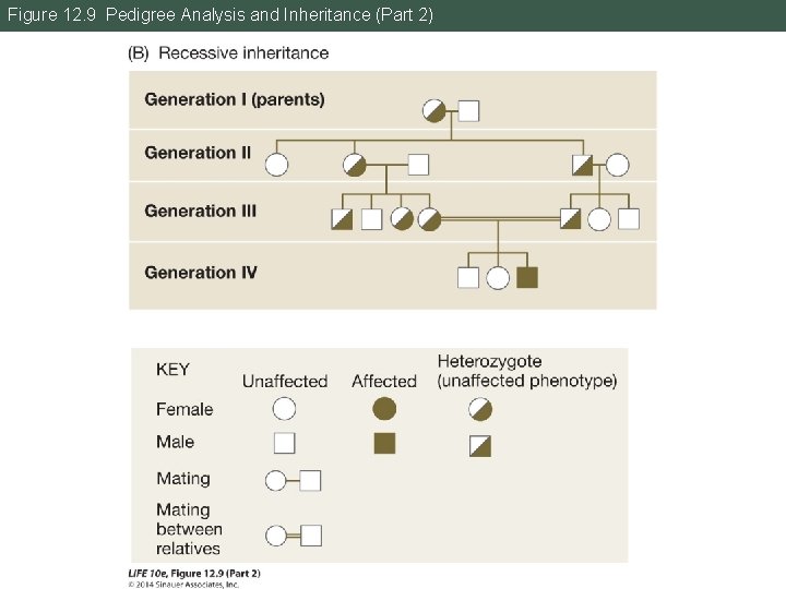 Figure 12. 9 Pedigree Analysis and Inheritance (Part 2) Figure 12. 9 Pedigree Analysis and Inheritance (Part 2)