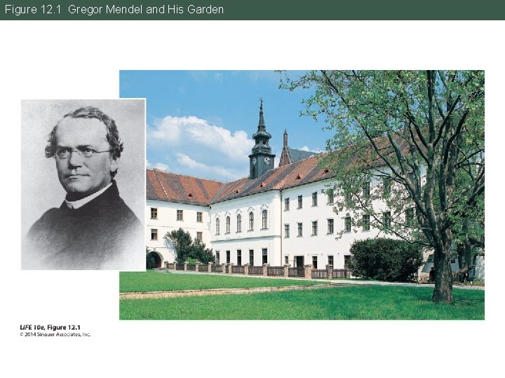 Figure 12. 1 Gregor Mendel and His Garden 