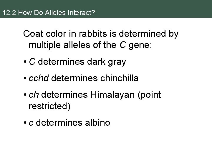 12. 2 How Do Alleles Interact? Coat color in rabbits is determined by multiple